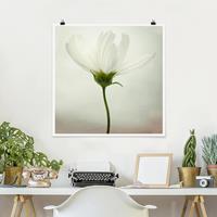 Bilderwelten Poster Blumen - Quadrat Weiße Cosmea