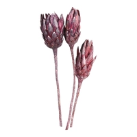 DEPOT Gedroogde bloemen Protea bloesem