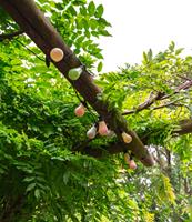 LEDR buiten feestverlichting groen en roze - Outdoor Patio Lichtslinger Paradise - 10 LED lampen - Edison Bulbs