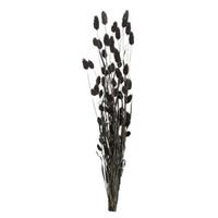 Leen Bakker Droogbloemen Phalaris - zwart - 76 cm