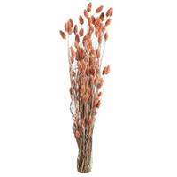 Leen Bakker Droogbloemen Phalaris - roze - 76 cm