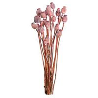 Leen Bakker Droogbloemen Papaver - roze - 64 cm