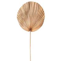 Leen Bakker Droogbloemen Palm leaf - bruin - 110 cm
