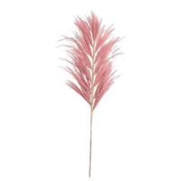 Leen Bakker Droogbloemen Grass plume - donkerbruin - 118 cm