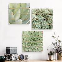 Bilderwelten 3-teiliges Holzbild Plankenoptik Blumen - Quadrat Agave und Sukkulenten Trio