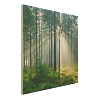 Bilderwelten Holzbild Natur & Landschaft - Quadrat Enlightened Forest