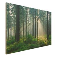 Bilderwelten Holzbild Natur & Landschaft - Querformat 3:2 Enlightened Forest