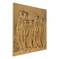 Bilderwelten Holzbild Tiere - Quadrat Meerkat Family