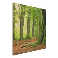 Bilderwelten Holzbild Natur & Landschaft - Quadrat Mighty Beech Trees