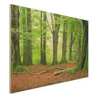 Bilderwelten Holzbild Natur & Landschaft - Querformat 3:2 Mighty Beech Trees