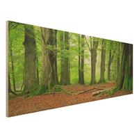 Bilderwelten Holzbild Natur & Landschaft - Panorama Mighty Beech Trees