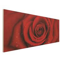 Bilderwelten Holzbild Blumen - Panorama Rote Rose mit Wassertropfen