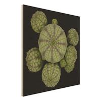 Bilderwelten Holzbild Blumen - Quadrat Euphorbia - Seeigelwolfsmilch