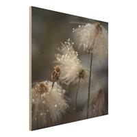 Bilderwelten Holzbild Blumen - Quadrat Pusteblumen mit Schneeflocken