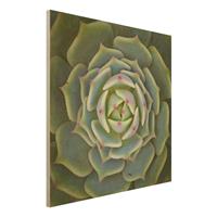 Bilderwelten Holzbild Blumen - Quadrat Sukkulente - Echeveria Ben Badis