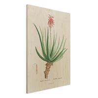 Bilderwelten Holzbild Blumen - Hochformat 3:4 Botanik Vintage Illustration Aloe Rosa BlÃ¼te
