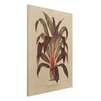 Bilderwelten Holzbild Blumen - Hochformat 3:4 Botanik Vintage Illustration Drachenbaum