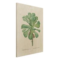 Bilderwelten Holzbild Blumen - Hochformat 3:4 Botanik Vintage Illustration GrÃ¼ne Sukkulente I