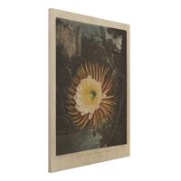 Bilderwelten Holzbild Blumen - Hochformat 3:4 Botanik Vintage Illustration KaktusblÃ¼te