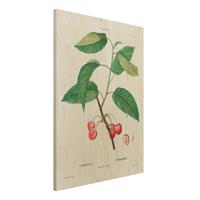 Bilderwelten Holzbild KÃ¼che - Hochformat 3:4 Botanik Vintage Illustration Rote Kirschen
