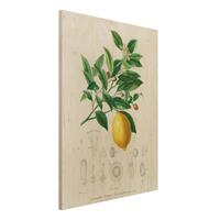 Bilderwelten Holzbild KÃ¼che - Hochformat 3:4 Botanik Vintage Illustration Zitrone