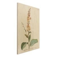 Bilderwelten Holzbild Blumen - Hochformat 2:3 Vintage Botanik Illustration KÃ¶nigskerze