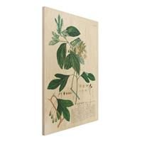 Bilderwelten Holzbild KÃ¼che - Hochformat 2:3 Vintage Botanik Illustration Lorbeer