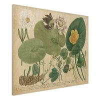 Bilderwelten Holzbild Blumen - Querformat 4:3 Vintage Illustration WeiÃŸe Wasserlilie