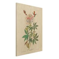 Bilderwelten Holzbild Blumen - Hochformat 3:4 Vintage Lehrtafel Allenkolibris