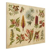 Bilderwelten Holzbild Blumen - Querformat 4:3 Vintage Lehrtafel Tropische Botanik I