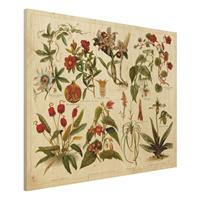 Bilderwelten Holzbild Blumen - Querformat 4:3 Vintage Lehrtafel Tropische Botanik II