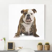 Bilderwelten Leinwandbild Tiere - Quadrat Bulldogge
