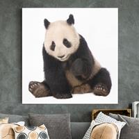 Bilderwelten Leinwandbild Tiere - Quadrat Panda Tatzen