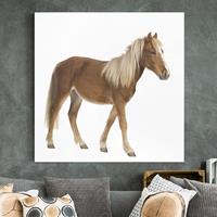 Bilderwelten Leinwandbild Pferd - Quadrat Pony