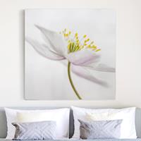 Bilderwelten Leinwandbild Blumen - Quadrat Nemorosa