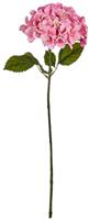 Ibergarden droogbloem hortensia 70 cm lichtroze/groen