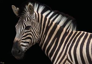 Komar Vliestapete »Damara Zebra«, glatt, bedruckt, realistisch, (8 St), 400 x 280 cm (Breite x Höhe) - 8 Bahnen