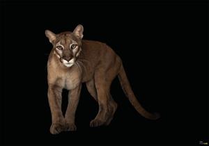 Komar Vliestapete »Florida Panther«, glatt, bedruckt, realistisch, (8 St), 400 x 280 cm (Breite x Höhe) - 8 Bahnen