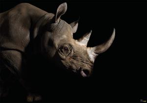 Komar Vliestapete »Rhinozeros«, glatt, bedruckt, realistisch, (8 St), 400 x 280 cm (Breite x Höhe) - 8 Bahnen