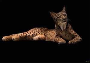 Komar Vliestapete »Iberian Lynx«, glatt, bedruckt, realistisch, (8 St), 400 x 280 cm (Breite x Höhe) - 8 Bahnen