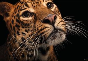 Komar Vliestapete »Javan Leopard«, glatt, bedruckt, realistisch, (8 St), 400 x 280 cm (Breite x Höhe) - 8 Bahnen