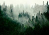 Consalnet Vliesbehang Bos in mist in verschillende afmetingen, natuur, bomen, fotobehang voor woonkamer of slaapkamer
