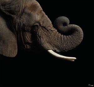 Komar Vliestapete »African Elephant«, glatt, bedruckt, realistisch, (6 St), 300 x 280 cm (Breite x Höhe) - 6 Bahnen