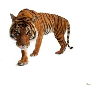 Komar Vliestapete »Tiger«, glatt, bedruckt, realistisch, (6 St), 300 x 280 cm (Breite x Höhe) - 6 Bahnen