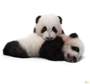 Komar Vliestapete »Giant Panda«, glatt, bedruckt, realistisch, (6 St), 300 x 280 cm (Breite x Höhe) - 6 Bahnen
