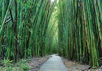 Consalnet Vliesbehang Bamboe in verschillende maten