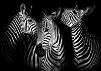 Consalnet Vliesbehang Zebra in verschillende maten