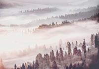 Consalnet Vliesbehang Boslandschap in mist