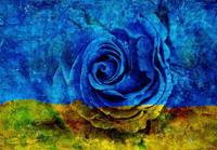 Consalnet Vliesbehang Blauw-Gele roos