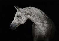 Consalnet Vliesbehang Witte paard